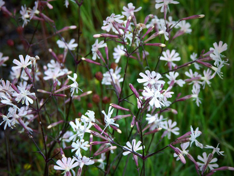Tuscan wild flower