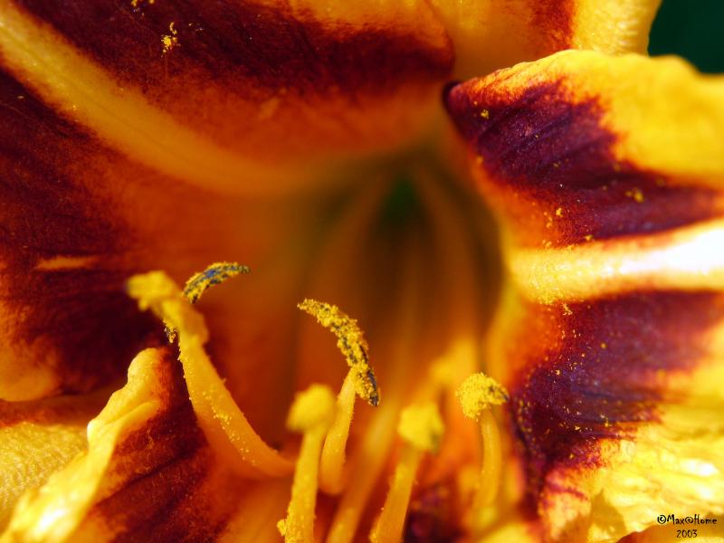 Flowers-MAKRO-0044.jpg