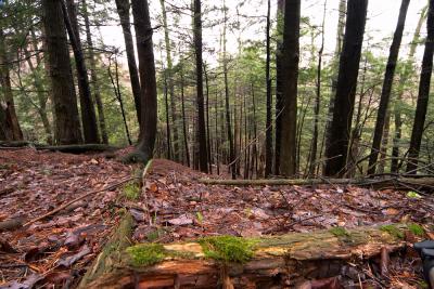 rainy forest view