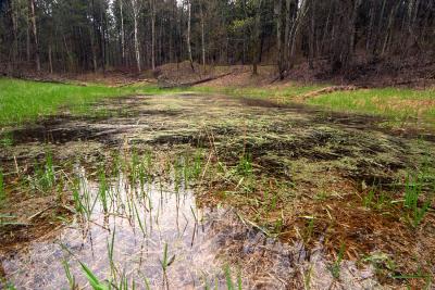 rainy pond