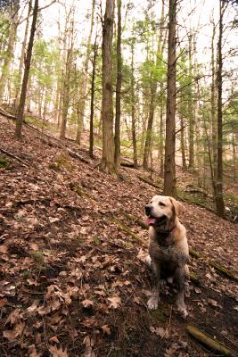 dirty dog takin a break