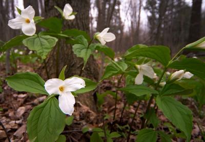 Wild Trilliums