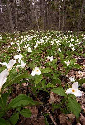 Wild Trilliums