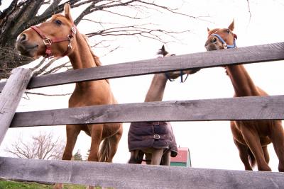 horses at fence