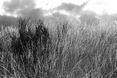 glowing-weeds-bw-PICT0048.jpg