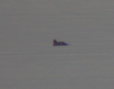 u44/mctodd/medium/39734305.whitewingedscoter3.jpg