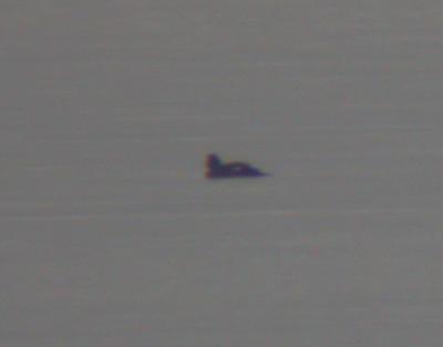 White-winged Scoter