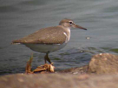 Spotted Sandpiper