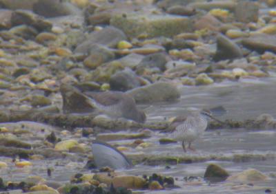 Grey-tailed Tattler