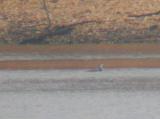 Red-throated Loon