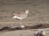 willet