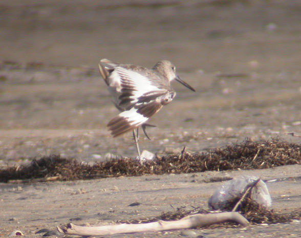 Willet