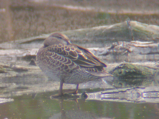Blue-winged Teal