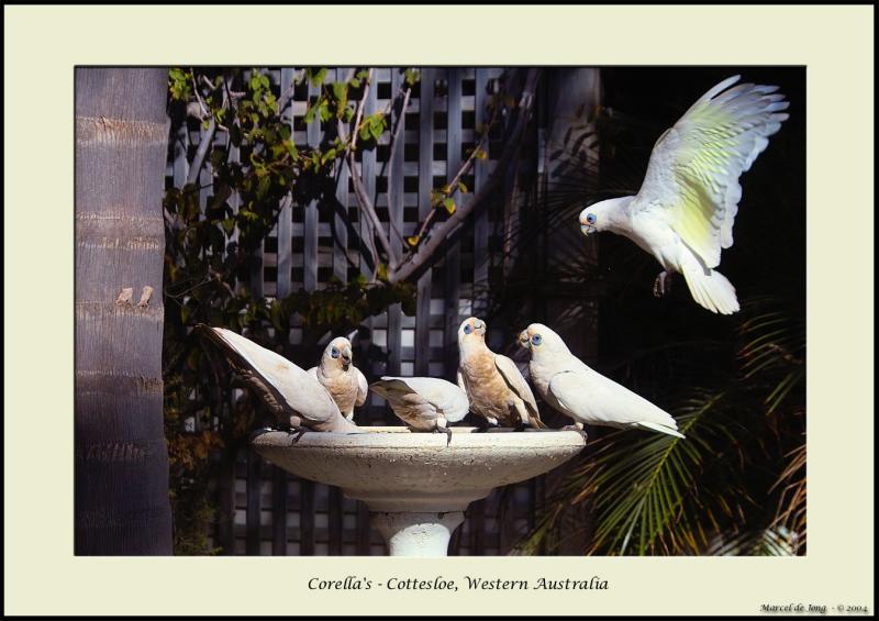 Corellas - Cottesloe