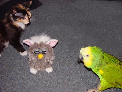 Polly and Katie Square off over the Furby