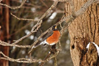 My March 1st Robin...