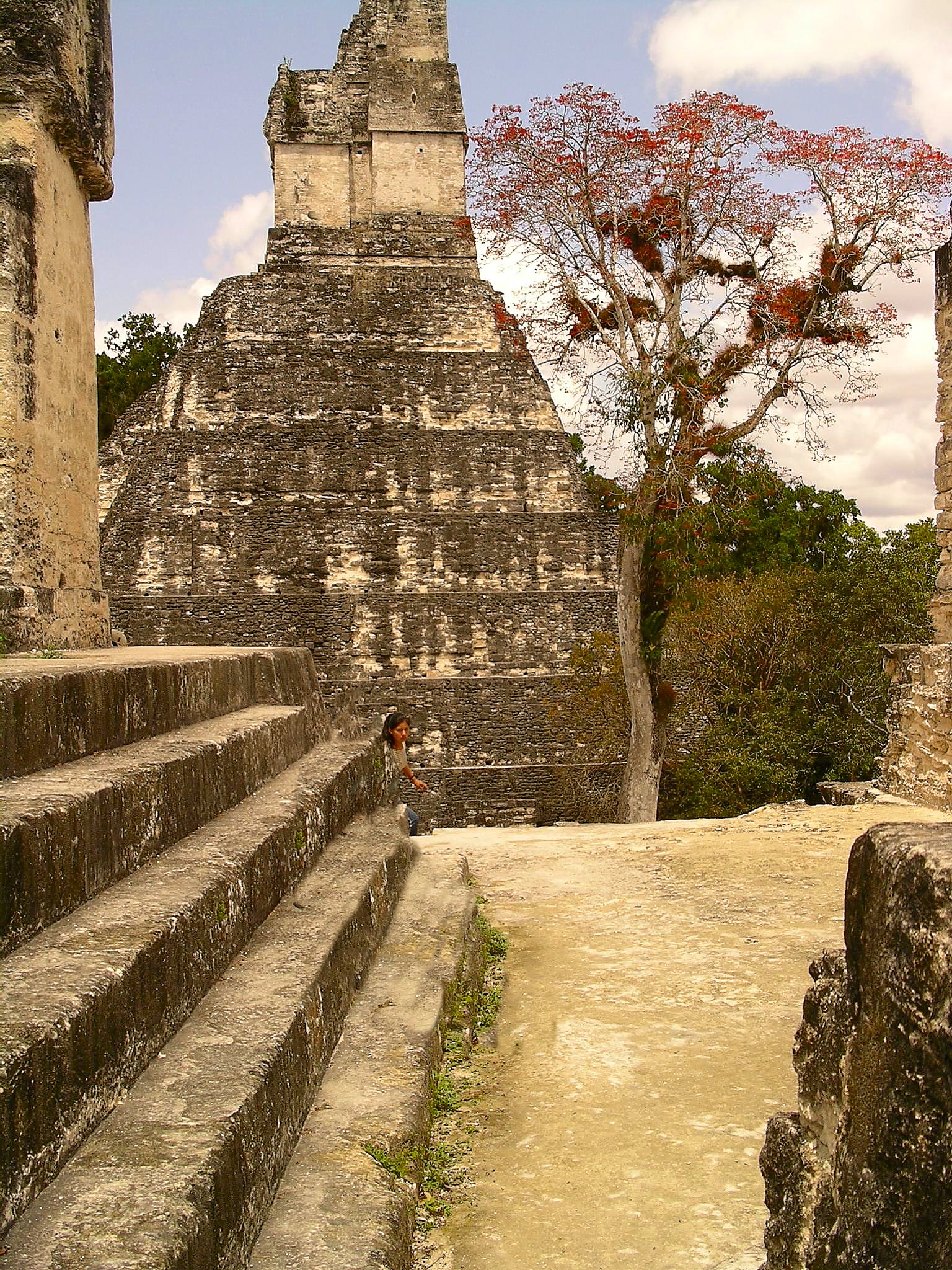 Ceiba Tree or Yaaxch in the Maya Language