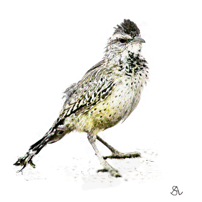 Cactus Wren