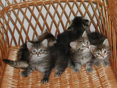 All kittens, but some are leaving the picture -   Koko porukka, mutta osa haluaa pois kuvasta
