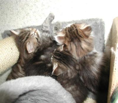 u44/merjatee/medium/28687913.kittens5wsleep.jpg