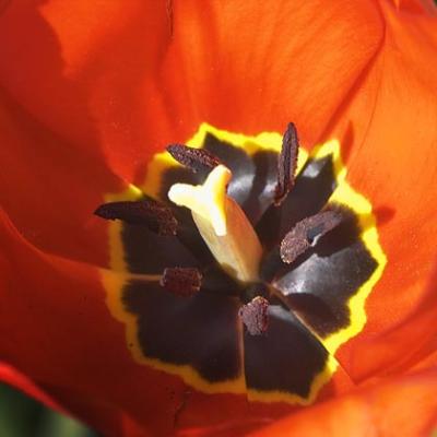 Tulip Closeup1