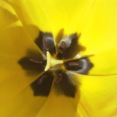 Tulip Closeup2