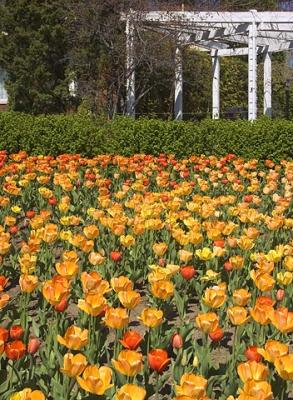 Tulips & Arbor