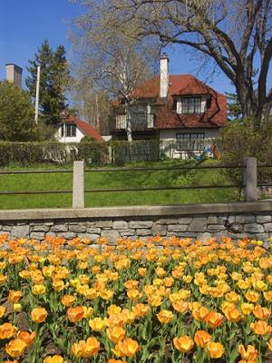 Tulips & House