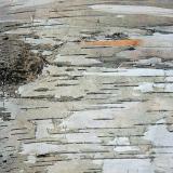 Birch Bark Closeup