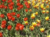 Tulips6