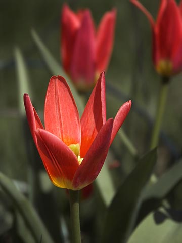 Nikkis Tulips