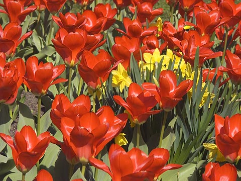 Tulip Wannabees