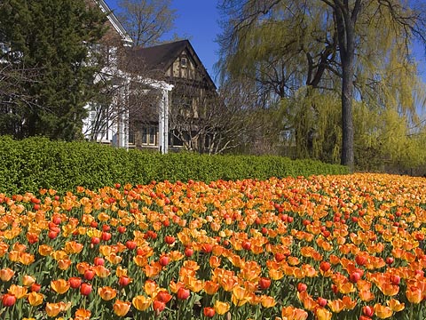 Tulips & Houses