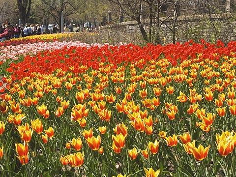 Tulips & Stonewall