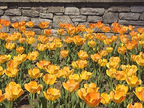 Tulips & Stonewall2