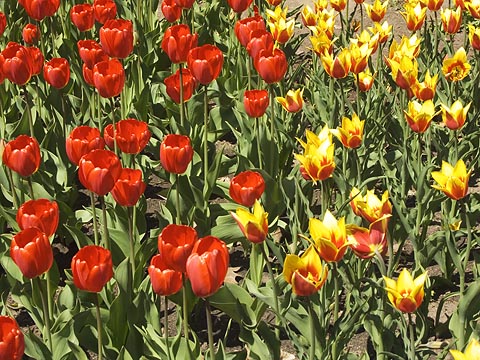 Tulips6