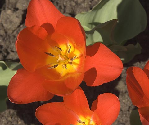 Tulip3