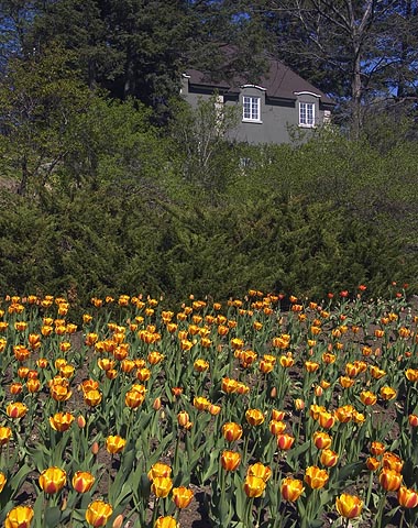 Tulips & House3