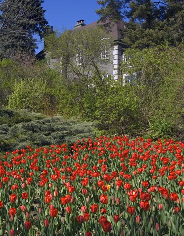 Tulips & House4