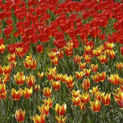 Tulips9