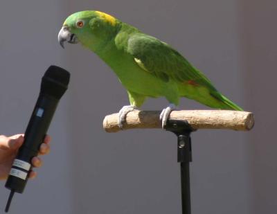 Oscar the singing parrot