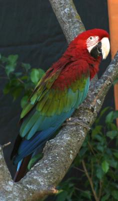 A Rainbow