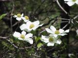 Dogwood flowers are abundant in the valley (IMG_1330.JPG)