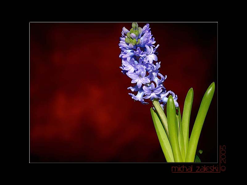 Hyacinth