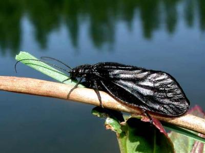Meaning of the word irridescence -  Alderfly adult, Grace Lake