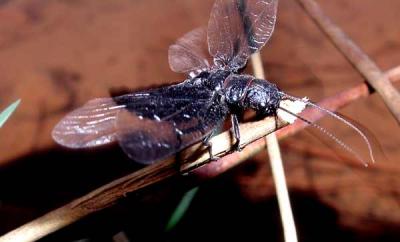 Alderfly adult drying wings