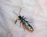 winter stonefly (Capnia)