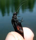The underside of an alderfly adult.  Grace Lake.