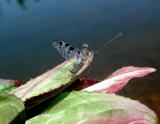 Mayfly perched on leaf, Grace Lake