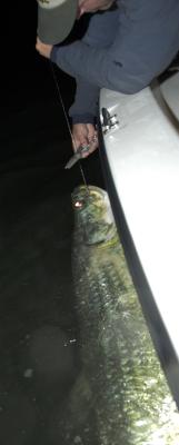 tommy releasing duane 40lb tarpon 04-30-04.jpg